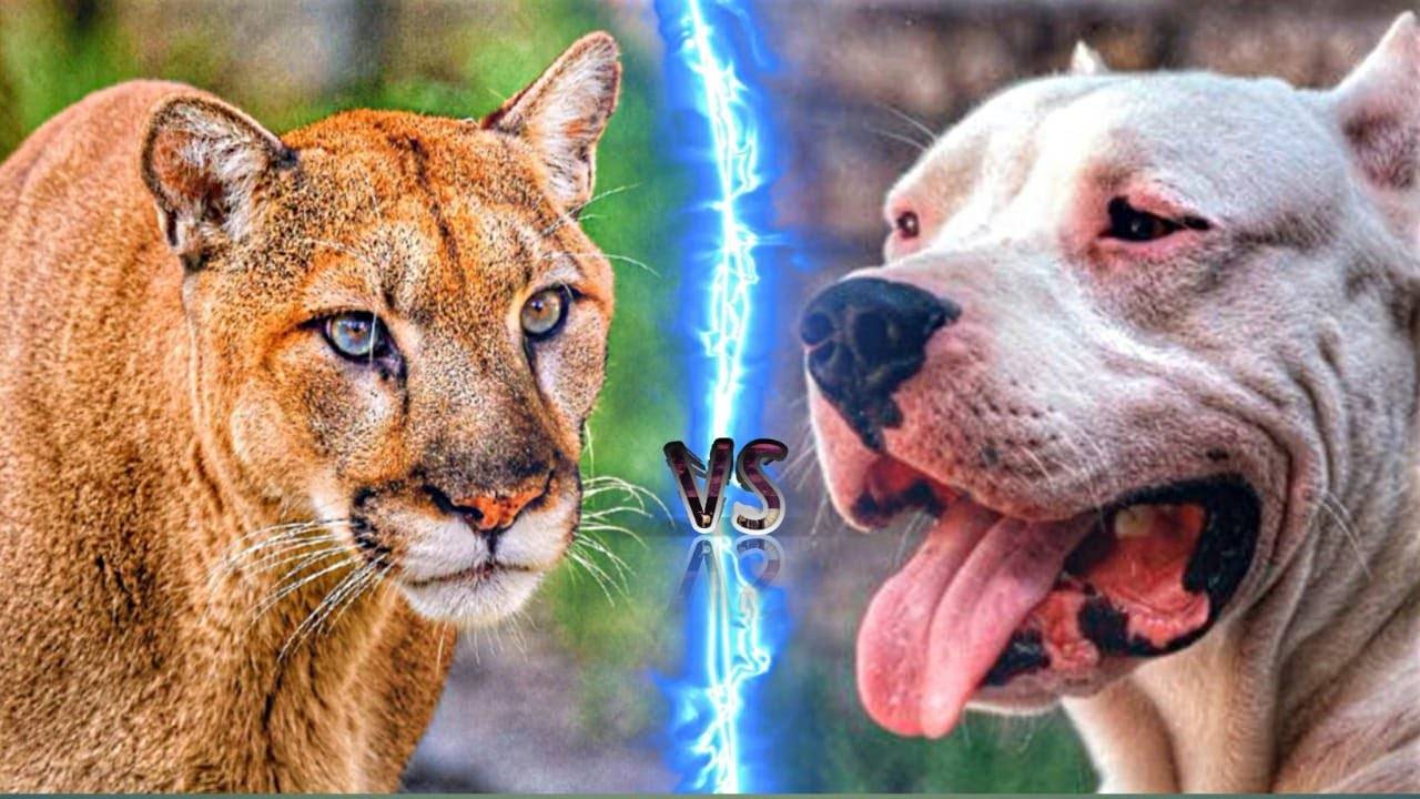 包含雄鹿vs篮网，谁能笑到最后？的词条